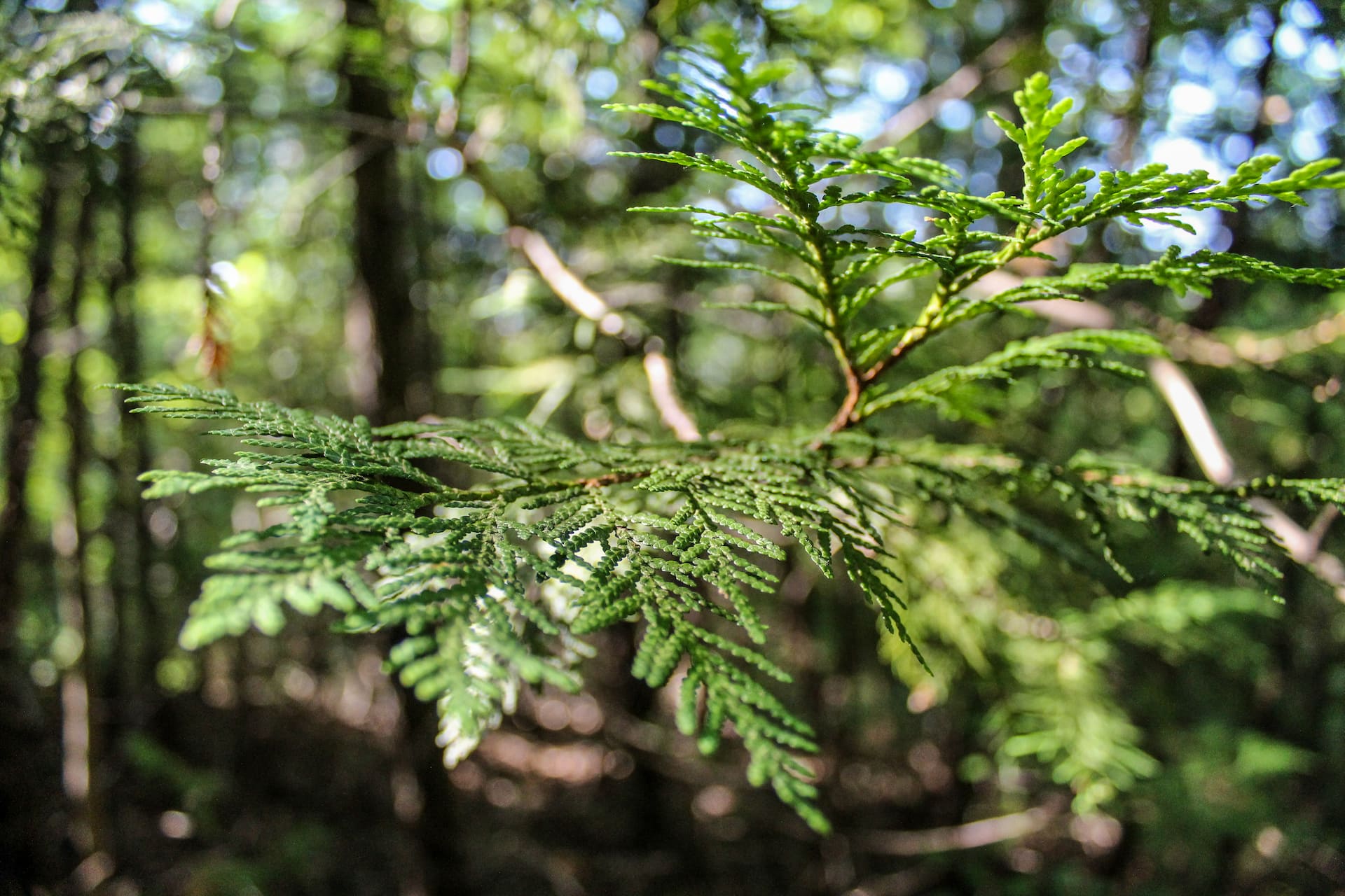 Close-up of a green cedar branch in focus, with a blurred forest background and sunlight filtering through the trees.