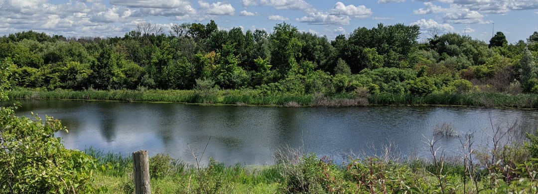 A calm pond with surrounding green trees and shrubs under a partly cloudy sky.