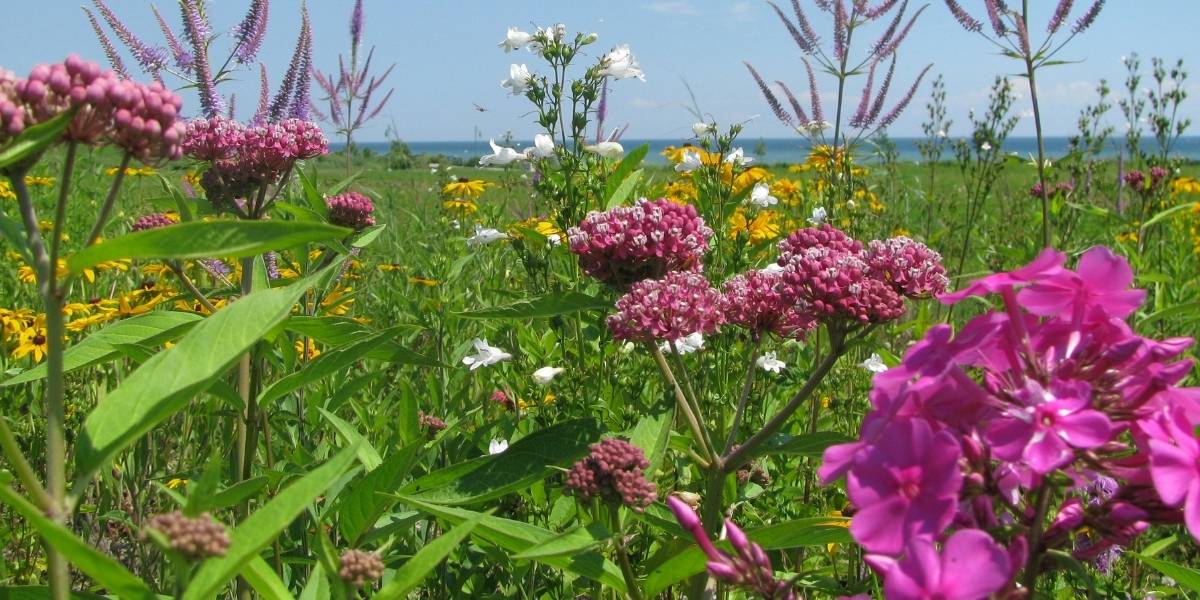 Pink, white and yellow wildflowers in a field.