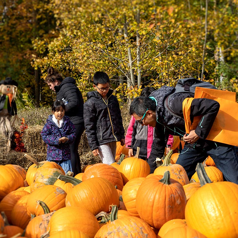 A family explores the pumpkin patch to choose a pumpkin at Pumpkinville.