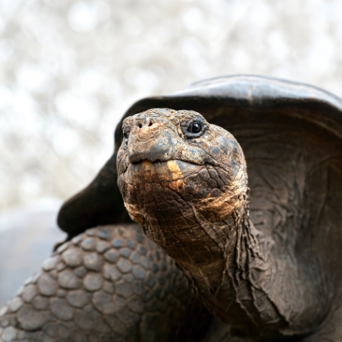 Image of a turtle.