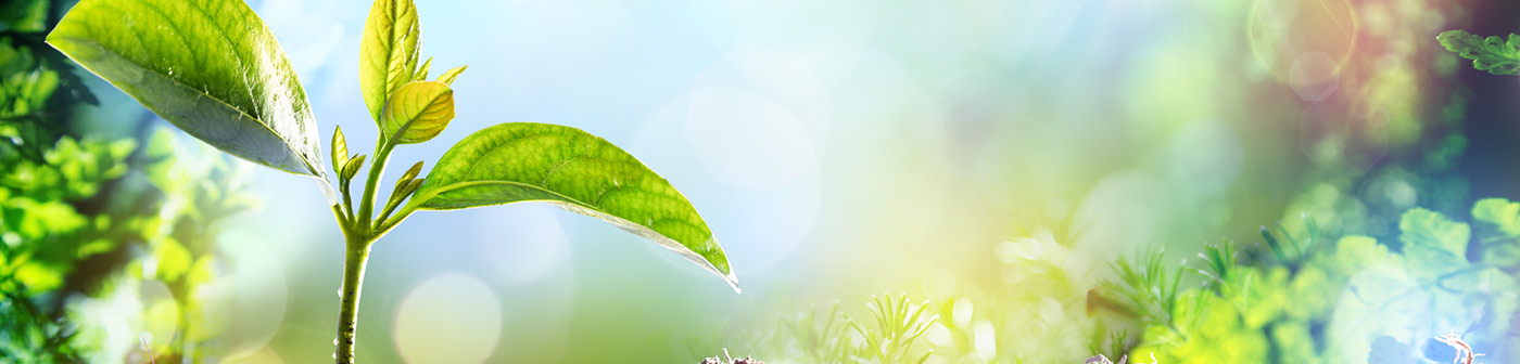 Environmental Sustainability