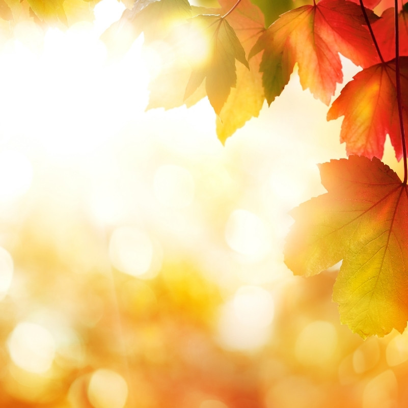 Illustration of fall leaves