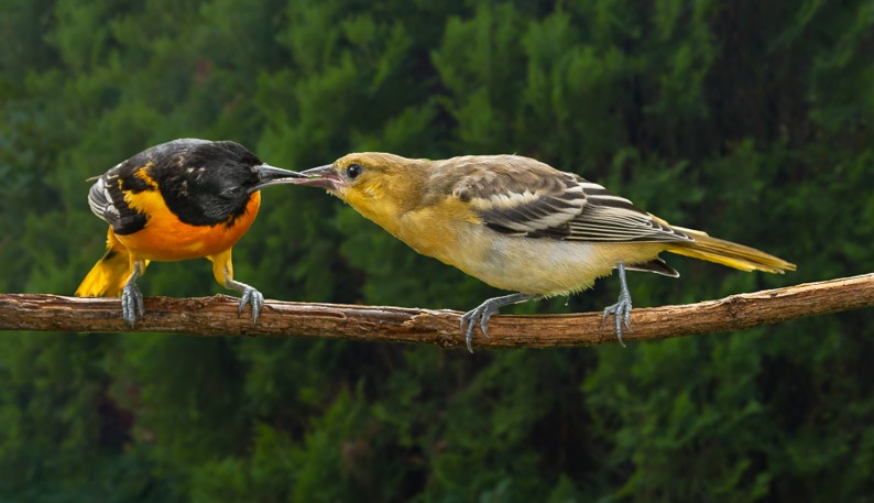 Two birds touch their beaks together while perched on a branch.